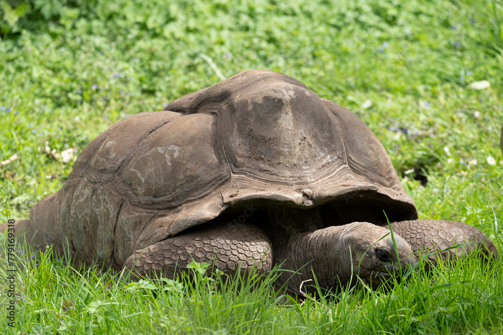 Fototapeta premium Paris, France - 04 06 2024: The menagerie, the zoo of the plant garden. View of a Seychelles land turtle .