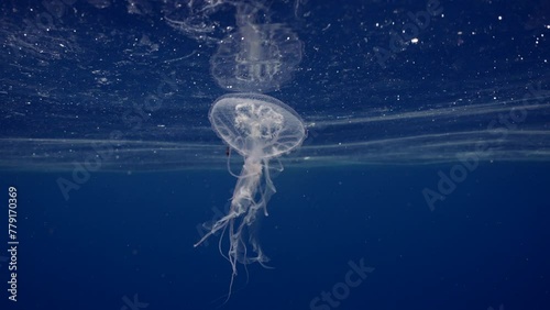 Mauve Stinger Jellyfish swims under surface of water. Mauve Stinger, Night-lightx Jellyfish, Phosphorescent jelly or Purple people eater (Pelagia noctiluca) floating on blue water photo