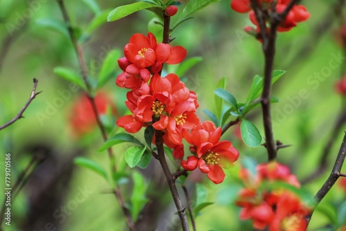 Chinese quince flowers, Chaenomeles speciosa, tree. photo