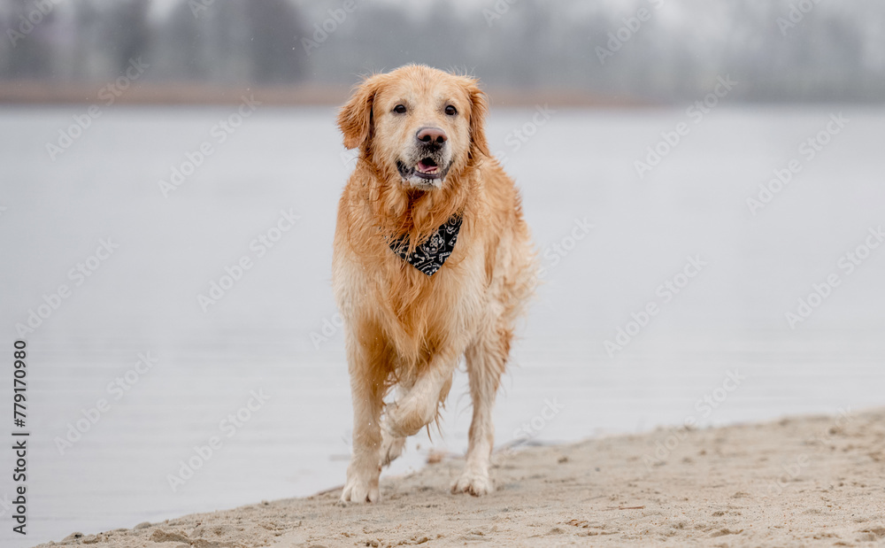 Cheerful Golden Retriever Runs Through Water Along River Bank, Splashing In Autumn Cheerful Golden Retriever Runs Through Water Along River Bank, Splashing In Autumn