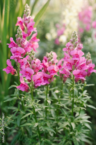 Pink flowers snapdragon in the garden at summer