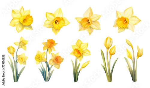 Vector set of yellow daffodils isolated on white background. Early spring garden flowers. Bouquet of narcissuses. Clip art for bright festive greeting card, poster, banner.