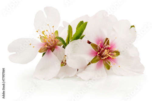 Spring flowers of fruit tree isolated on white background
