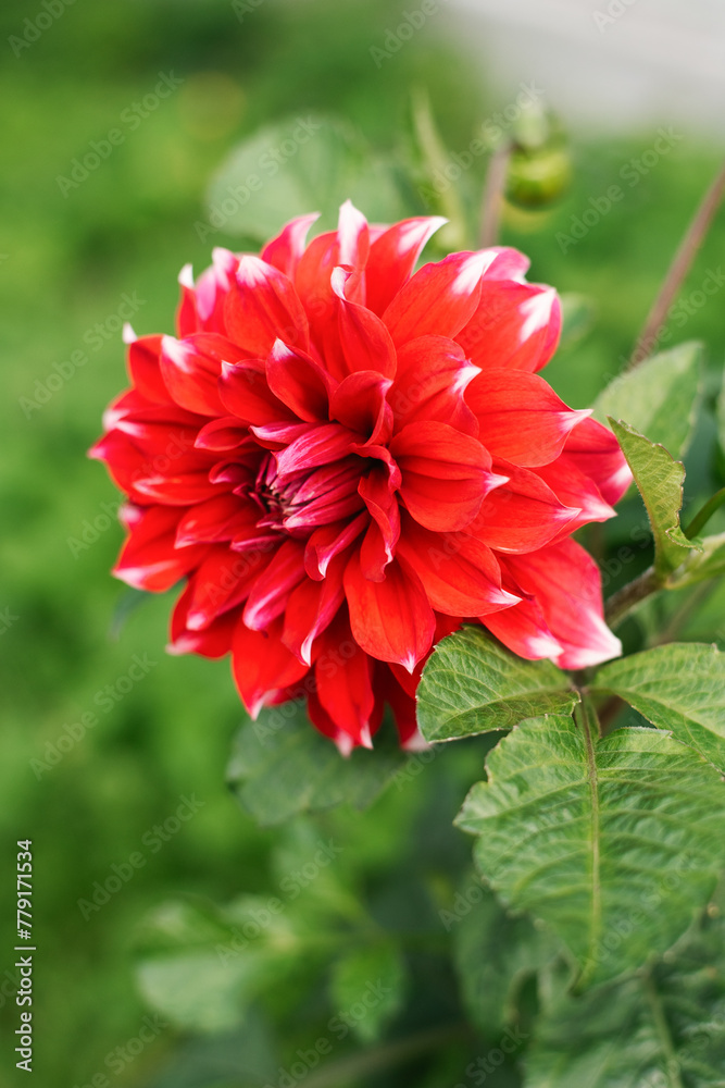 Red and white dahlia flower in the garden Red and white dahlia flower in the garden