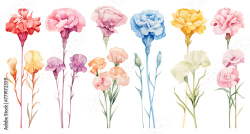 Set floral branch vectors elements for bouquet design. Colorful carnations, tender white Gypsophila, leaves of Eucalyptus Baby Blue Spiral. Bunch with carnations is a symbol of Mother's day Holiday