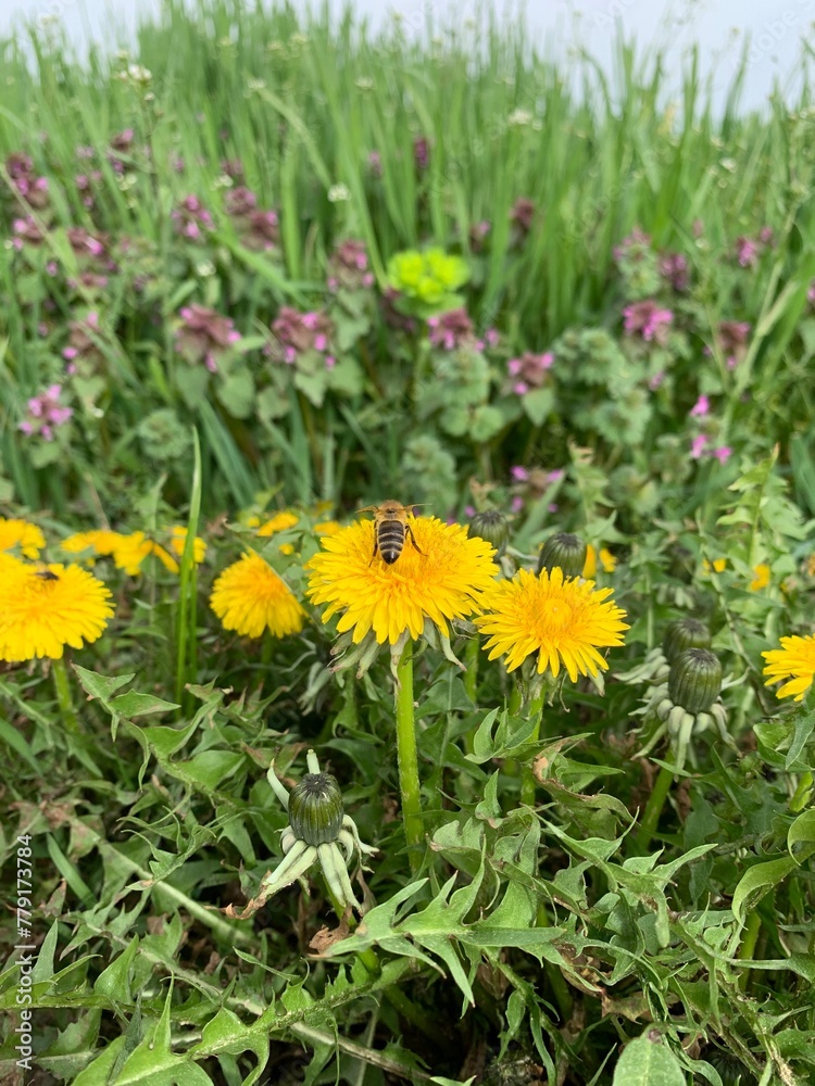 dandelions in the grass