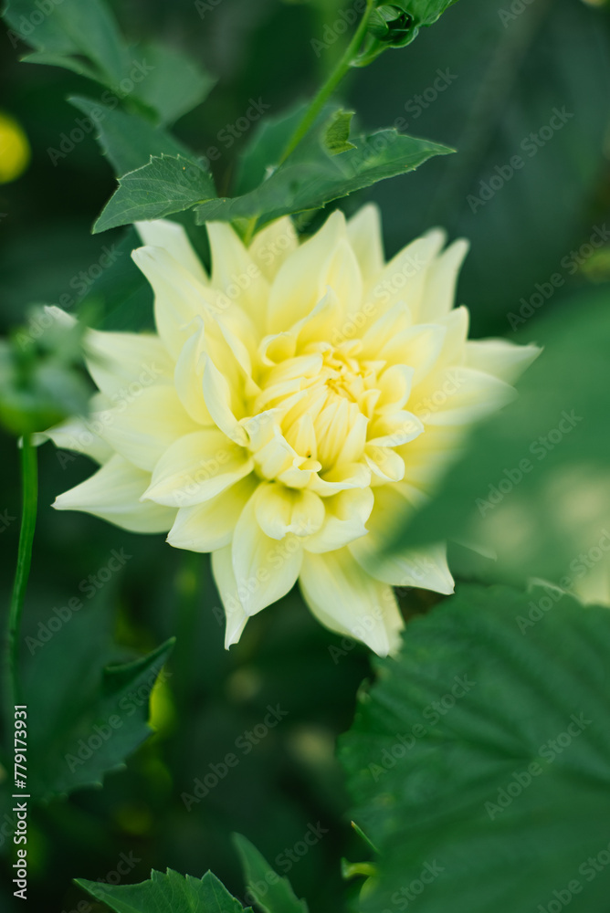Light yellow dahlia flower in the garden Light yellow dahlia flower in the garden