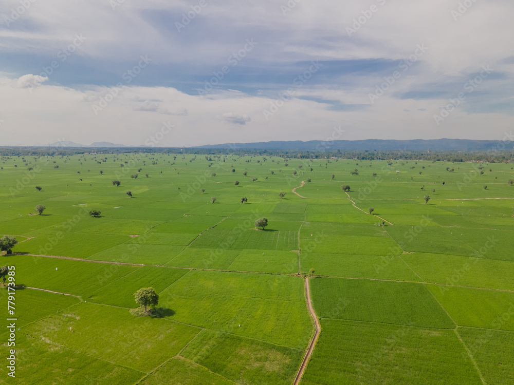 Naklejka premium Aerial view of vast and beautiful rice fields in Indonesia