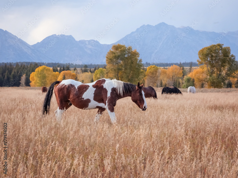 Horses walking through a field in the fall