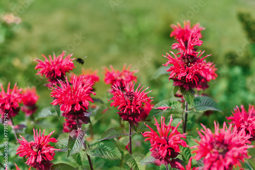 Carmine red Monarda flowers Be Happy in the garden © Sunshine