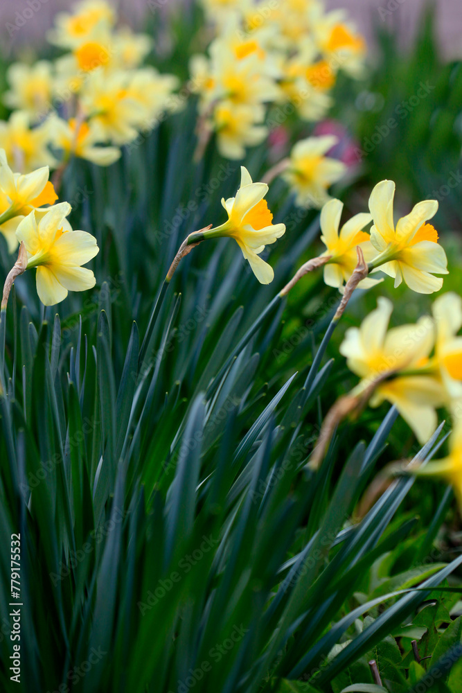 Colorful spring plants on nature background