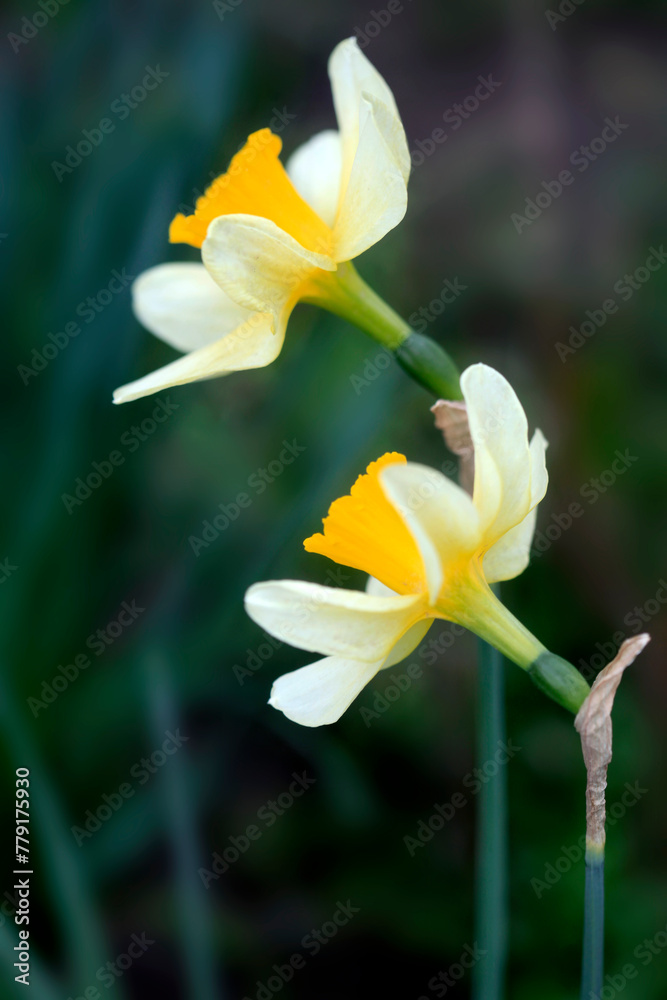 Fototapeta premium Colorful spring plants on nature background