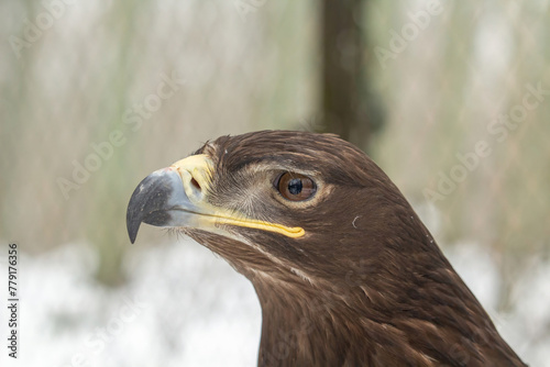 The steppe eagle (Aquila nipalensis) up to close.