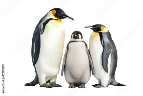 A Waddle of Elegant Penguins. White or PNG Transparent Background.