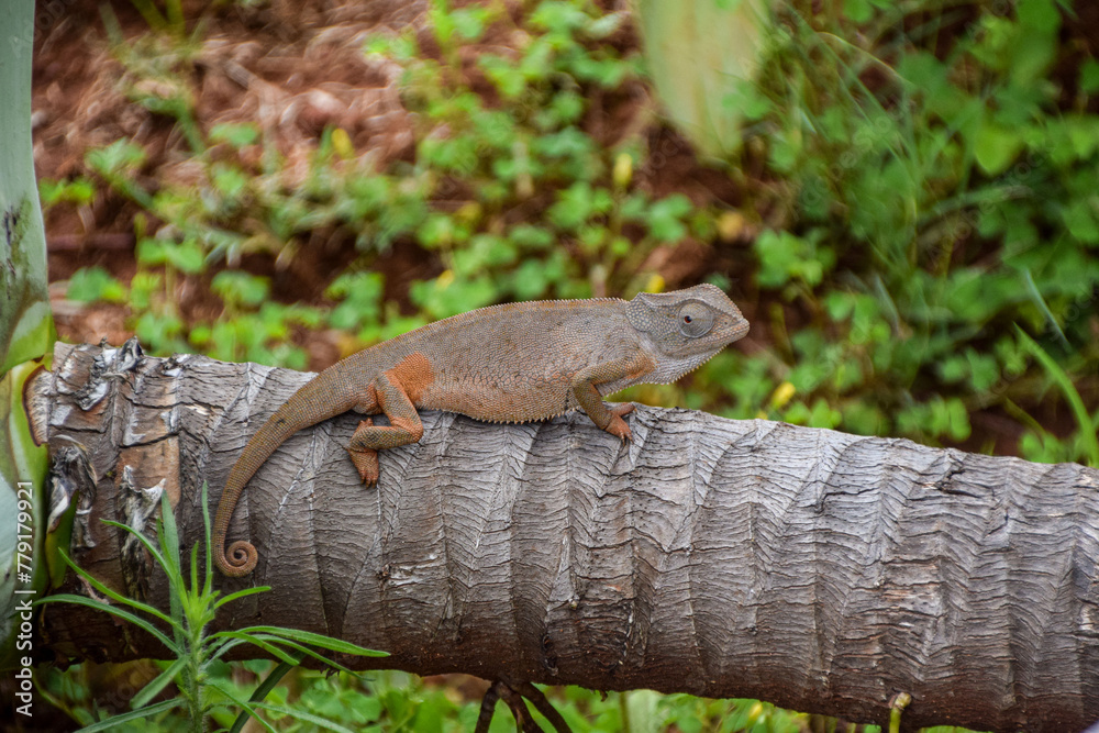 Fototapeta premium A chameleon crawls along a tree in Zimbabwe.