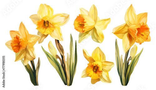 Set collection of yellow daffodils isolated on white background. Early spring garden flowers. Bouquet of narcissuses. Clip art for bright festive greeting card, invitation, banner and greeting card.