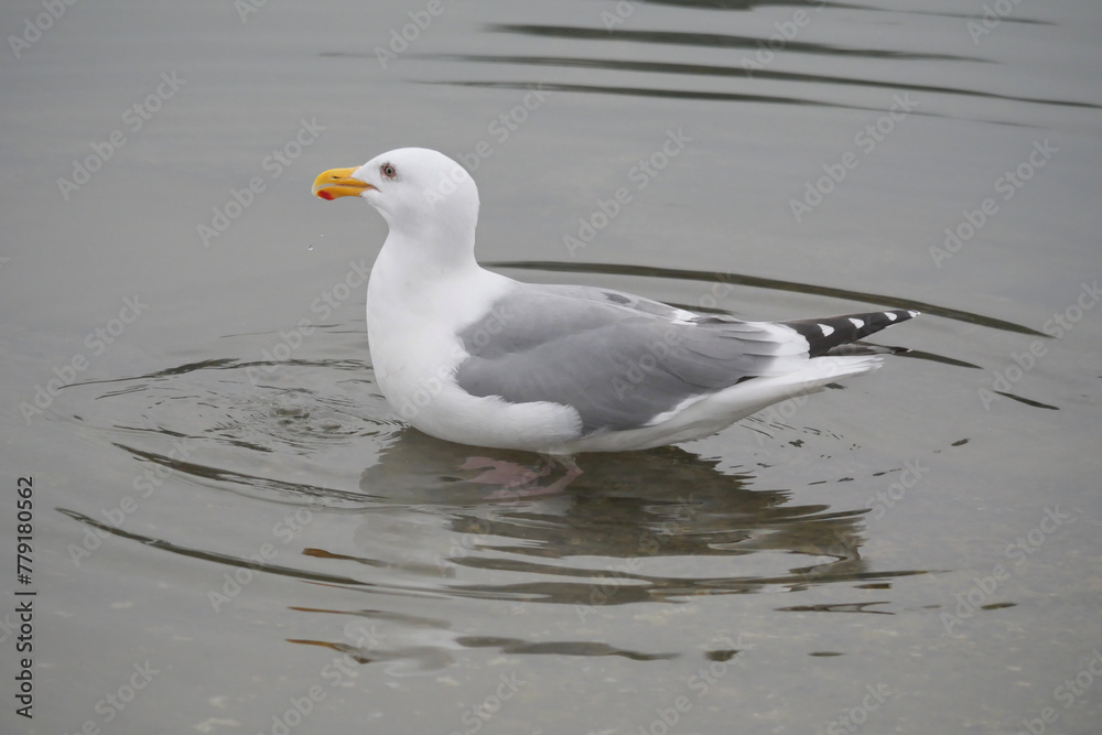 An isolated seagull in the waters of Cowichan Bay on Vancouver Island in British Columbia, Canada An isolated seagull in the waters of Cowichan Bay on Vancouver Island in British Columbia, Canada