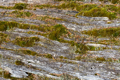 An abstract image of rotten wood and moss texture of a decomposing tree truck. 