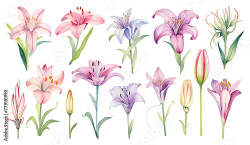 Colorful of lilies flower on isolated white background. Vector set of blooming floral for your design. Adornment for wedding invitations and greeting card background.