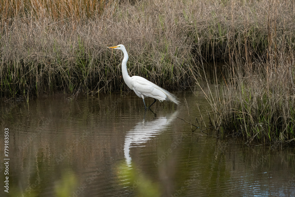Fototapeta premium Gret White Egret