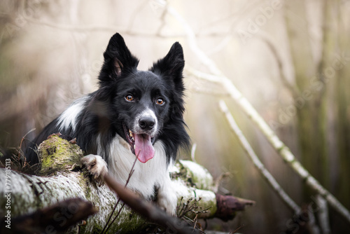 Border collie in nature photo
