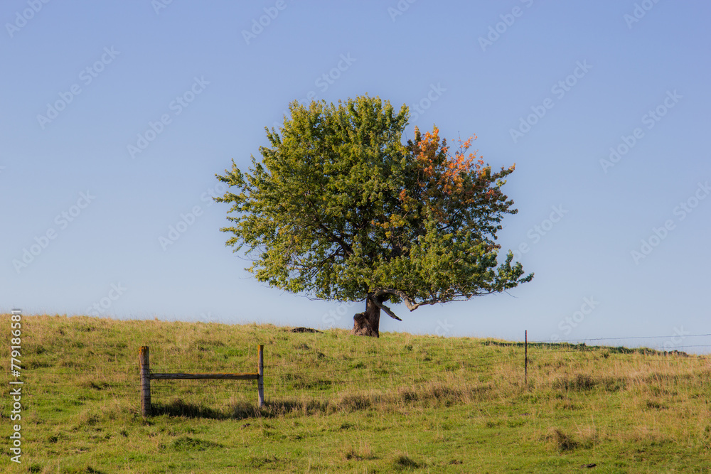 lone maple tree in early autumn