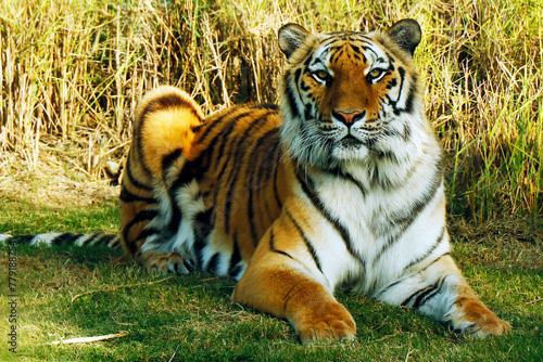 bengal tiger laying down on a grassy field