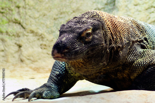 Komodo dragon, also known as the Komodo monitor, is a member of the monitor lizard family Varanidae that is endemic to the Indonesian islands photo