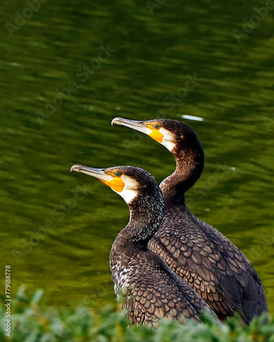 Phalacrocoracidae is an aquatic birds commonly known as cormorants and shags.