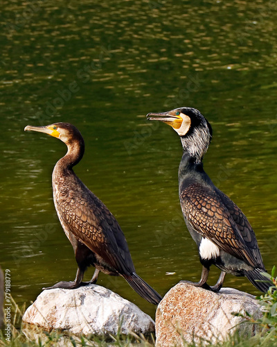 Phalacrocoracidae is an aquatic birds commonly known as cormorants and shags.