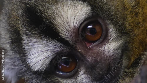 Close up view of Pygmy Slow Loris sitting on a branch and looking photo