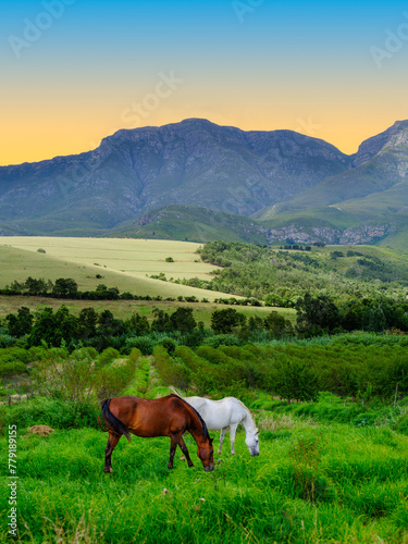 Brown and white hourses grazing in a beautiful countryside with mountain in the background at sunset, Swellendam, Western Cape, South Africa
