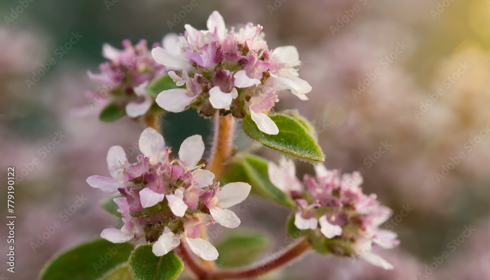 Garden Gems: Detailed Capture of Oregano Flowering