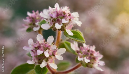 Garden Gems: Detailed Capture of Oregano Flowering