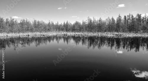 Calm pond water with bare tree reflections and blue sky