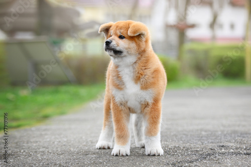 akita inu puppyin the park photo