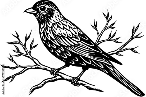 bird-vector illustration on-a-bare-branch © Jutish