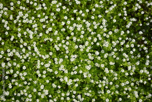 Fototapeta Naklejka Na Ścianę i Meble -  texture of white flowers, small flowers on green background, texture of small white flowers, concept of mental health 