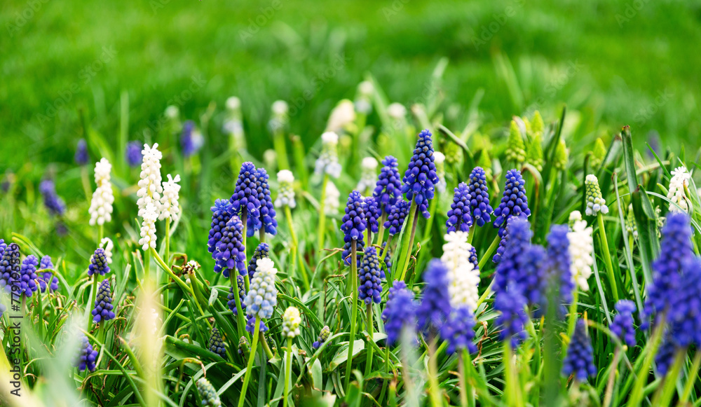 Fototapeta premium Blooming blue muscari hyacinths in the spring garden 