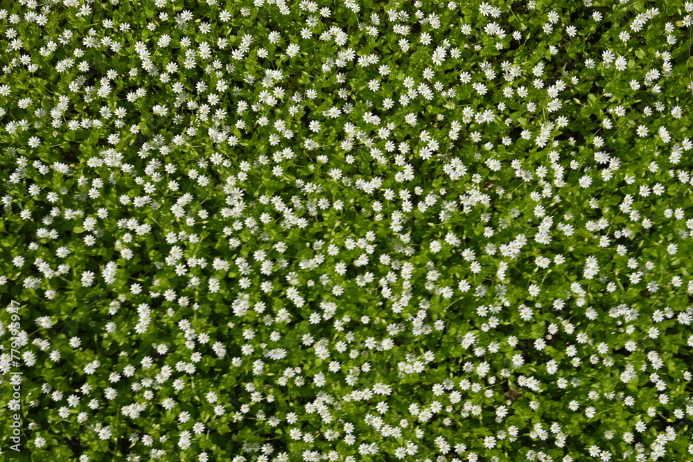 texture of white flowers, small flowers on green background, texture of small white flowers, concept of mental health texture of white flowers, small flowers on green background, texture of small white flowers, concept of mental health