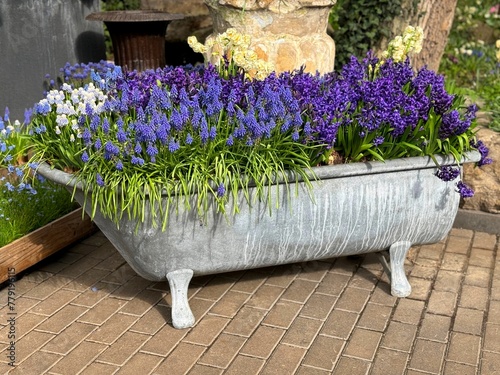 Canvas-taulu Flowers hyacinth and muscari grape hyacinthus in the old bath.