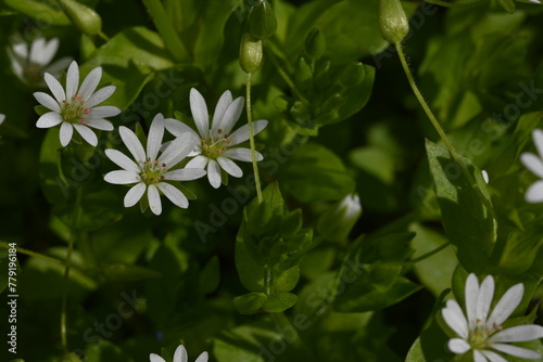 white flowers on green background as background, macro white daisies 