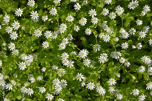 white flowers on green background as background, macro white daisies  photo