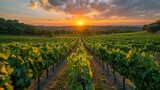 Sunset Splendor: Picturesque Vineyard Landscape, generative ai