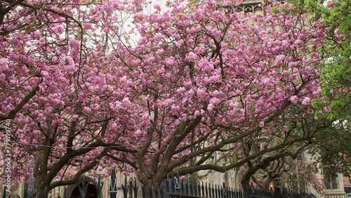 Trees in front of an old church and  full of pink blossom blowing in the breeze