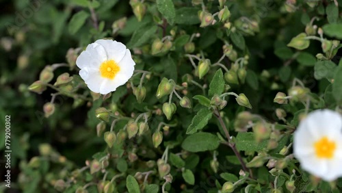 Cistus laurifolius. Flower detail of Cistus laurifolius. photo