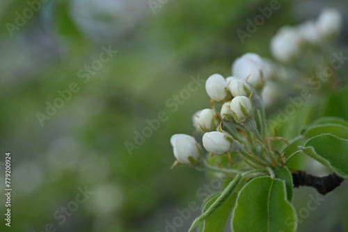 close-up pear blossom texture as background, white pear blossoms as background, pear branches as background