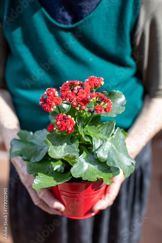 elderly woman holding a pot with kalanchoe flowers