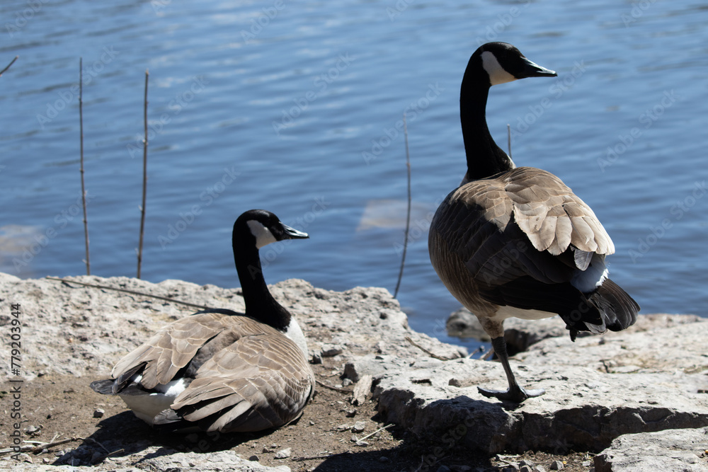 Obraz premium Canadian Geese
