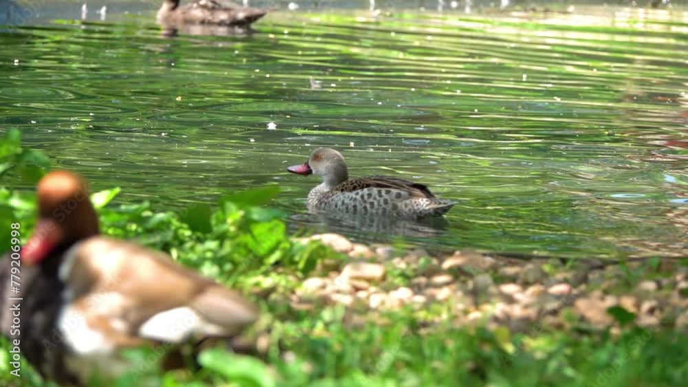 Cape teal (Anas capensis) is a 44–46 cm long dabbling duck of open wetlands in sub-Saharan Africa. Cape teal (Anas capensis) is a 44–46 cm long dabbling duck of open wetlands in sub-Saharan Africa.